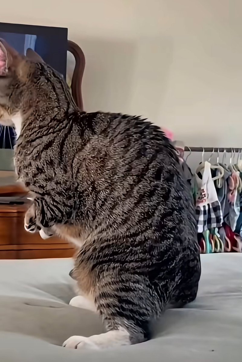 netflix'teki dinozor belgeselini izleyen kedi kendini t-rex sanmaya başlamış

kedilerin de ahlakı bozulmaya başladı