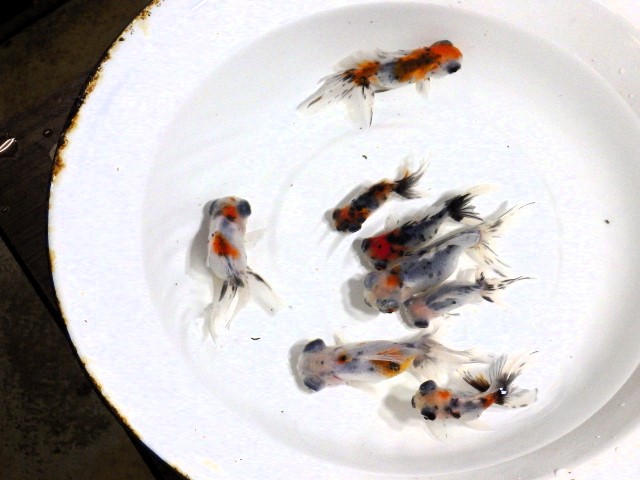 nihashiazuma's tweet photo. 昨夜遅くに竜眼東錦の針仔（画像１、２参照）を30匹、50匹、100匹、200匹に＋α（プラスアルファ：おまけ）を付けたセットでYahoo！オークションに出品開始しました。
（画像４、５が親魚群です。）
当方でも直接購入も可能です。

どうぞヨロシク!! https://t.co/SoTP8hupVF