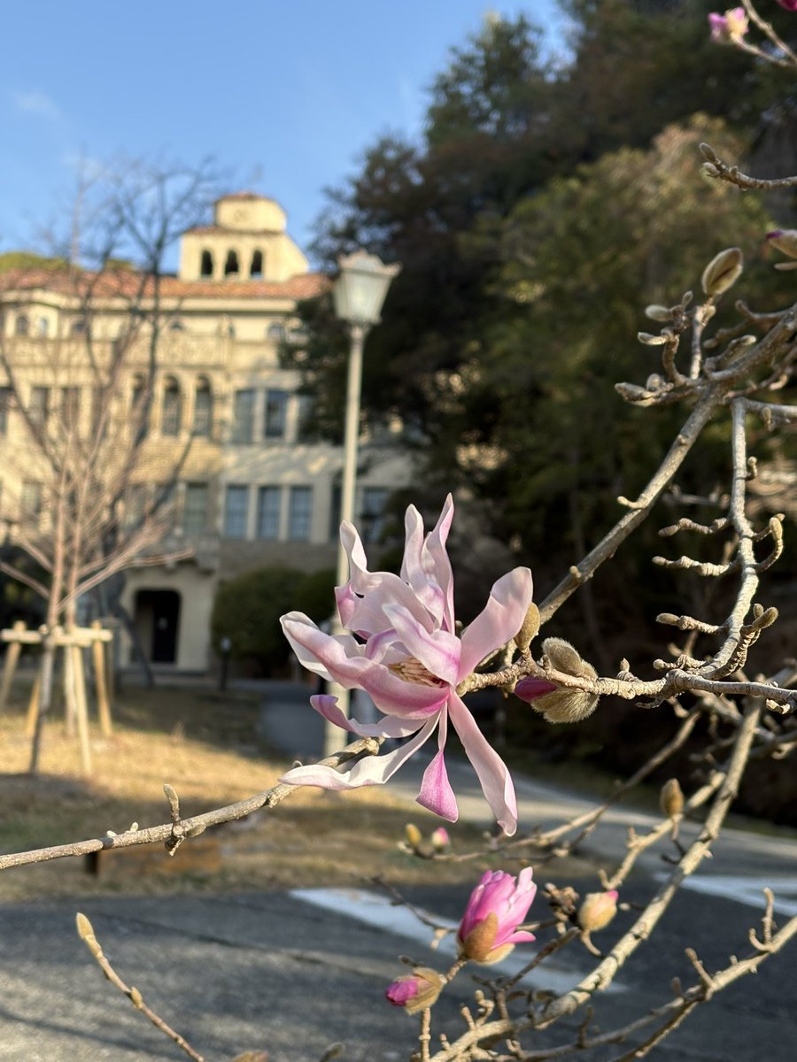 国際学部&英文学科 @神戸女学院大学国際学部・文学部英文学科公式 tweet media