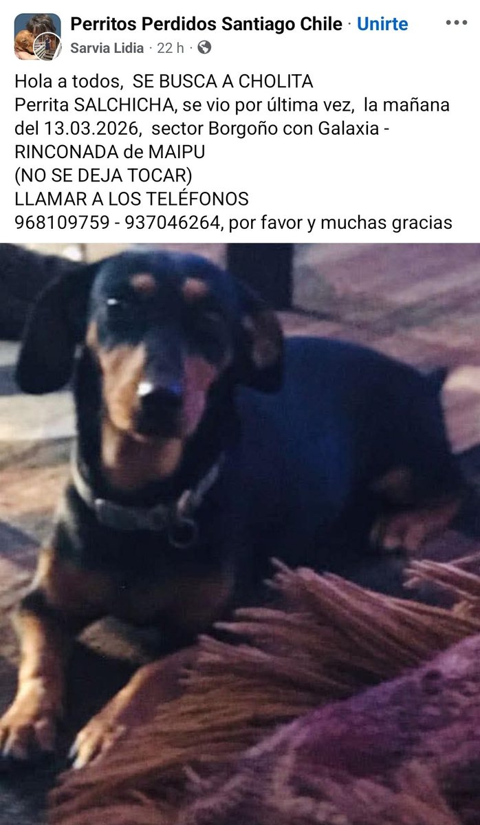 PerrosSalchichas.cl tweet media