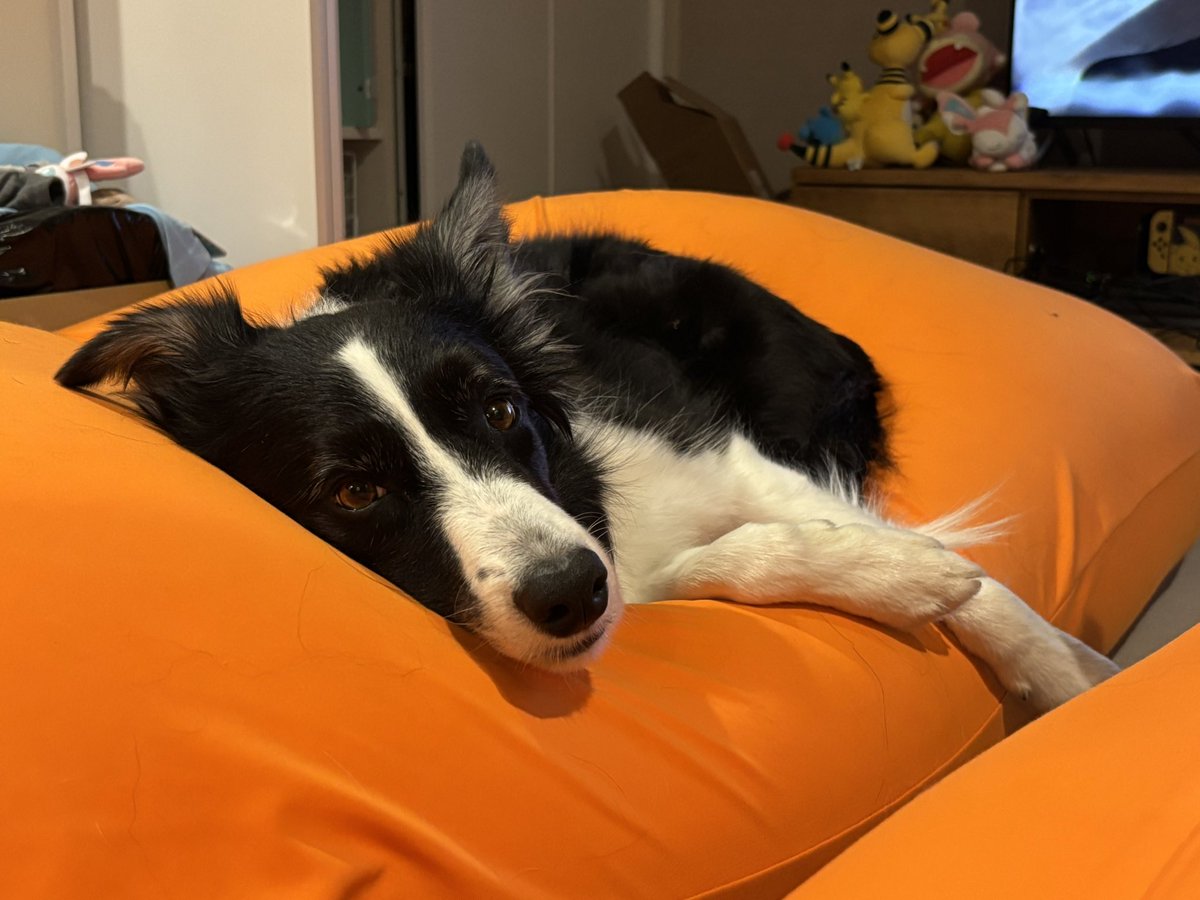 みるく@ボーダーコリー tweet media