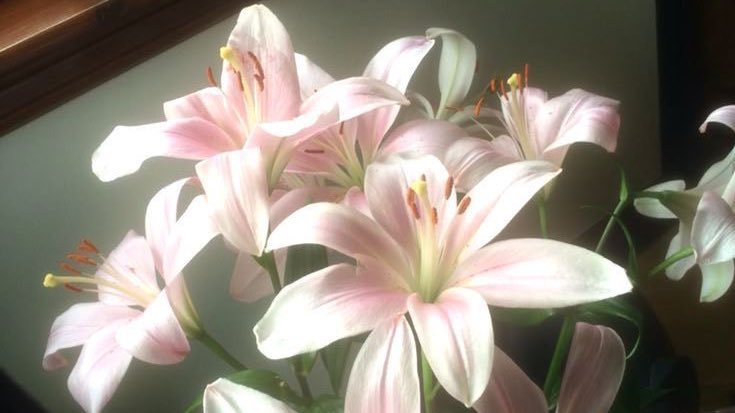 𝚂𝙵𝜗𝜚 tweet media