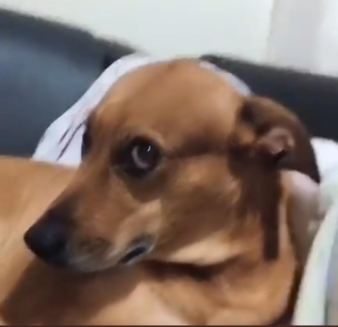 シャルティエ tweet media