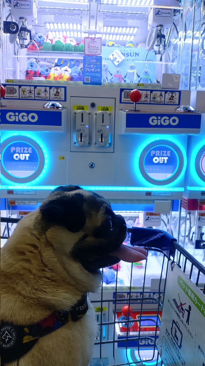 パグ獣🐶作った人→あきぱぐ🐶 tweet media