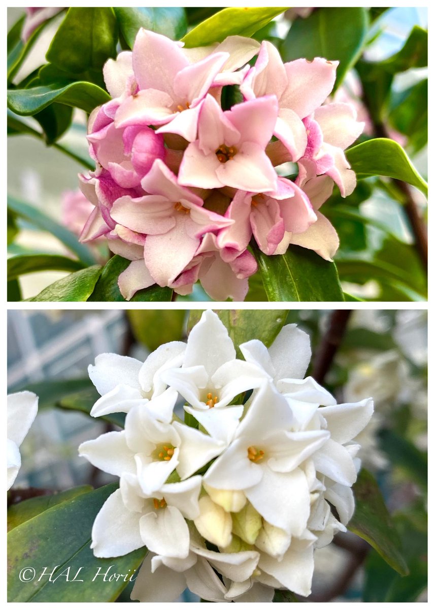 hal horii art💐 tweet media