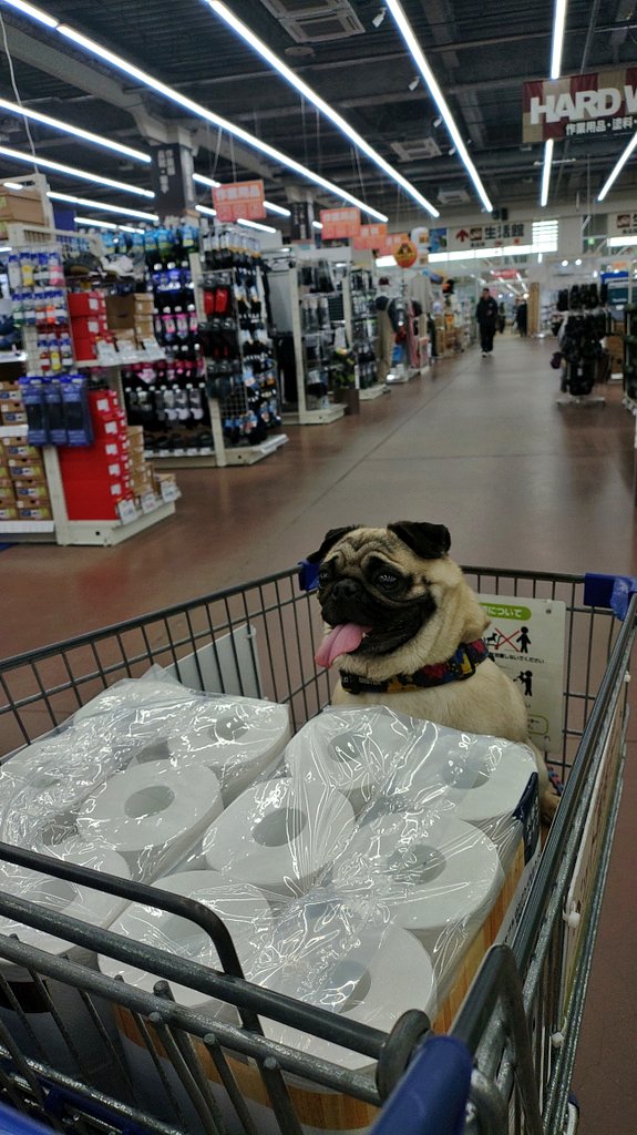 パグ獣🐶作った人→あきぱぐ🐶 tweet media