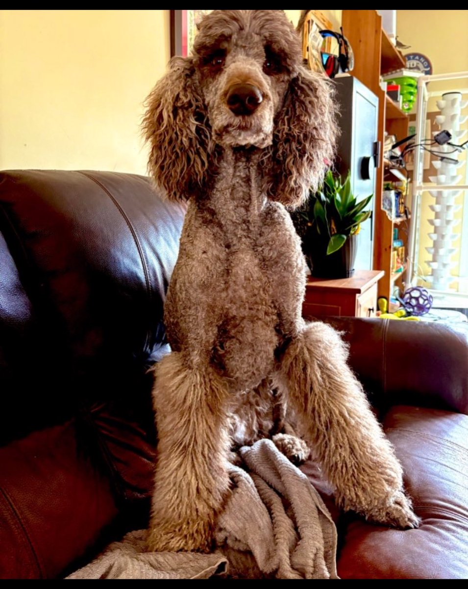 Cassie Cynical🐩 tweet media