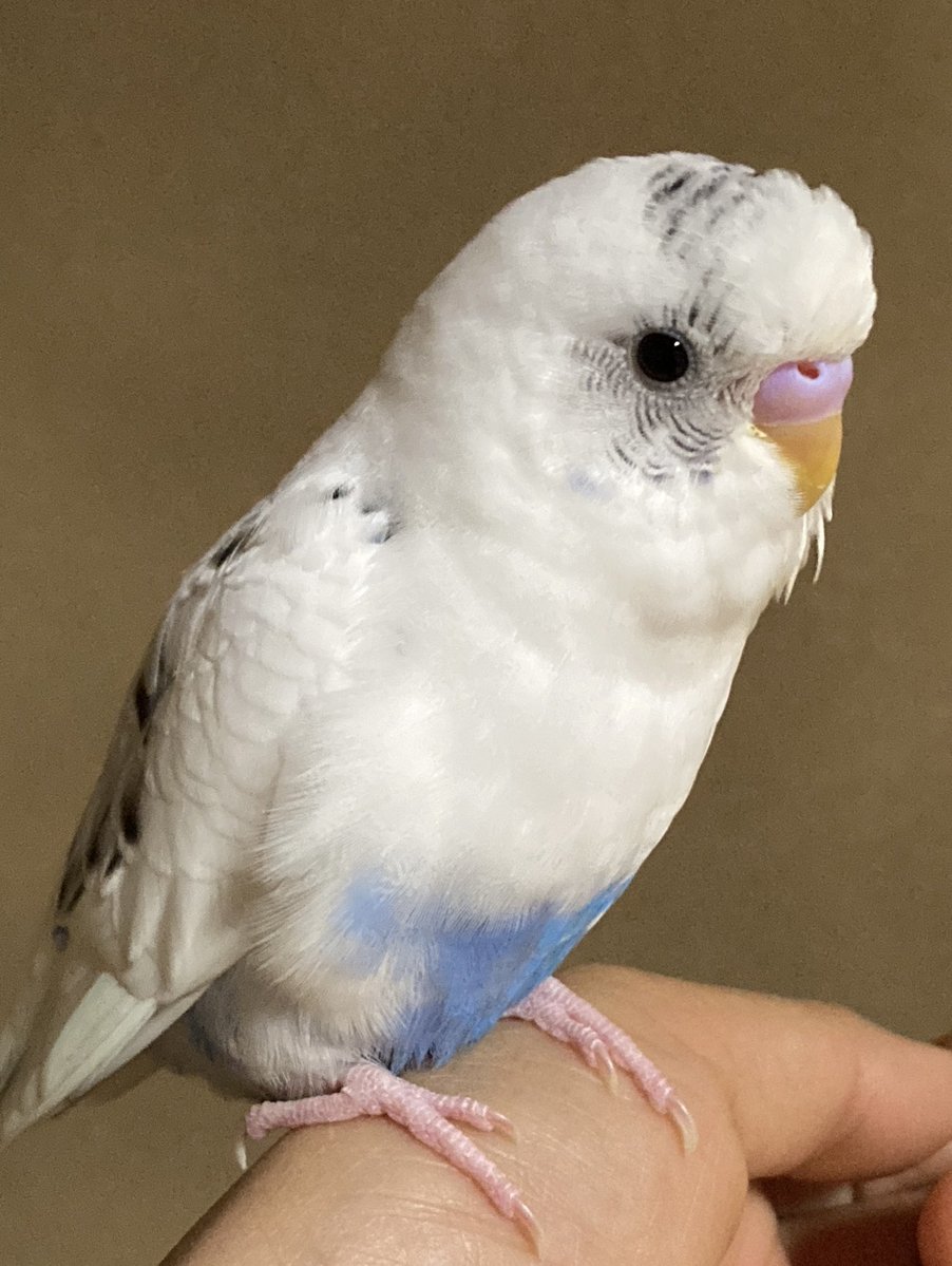 セキセイとやまだ tweet media