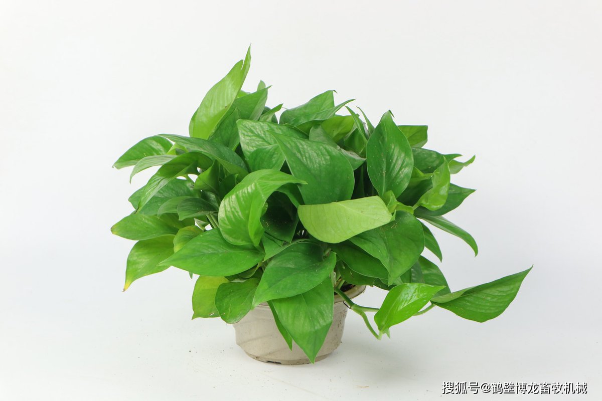 Christopher Watkin tweet media