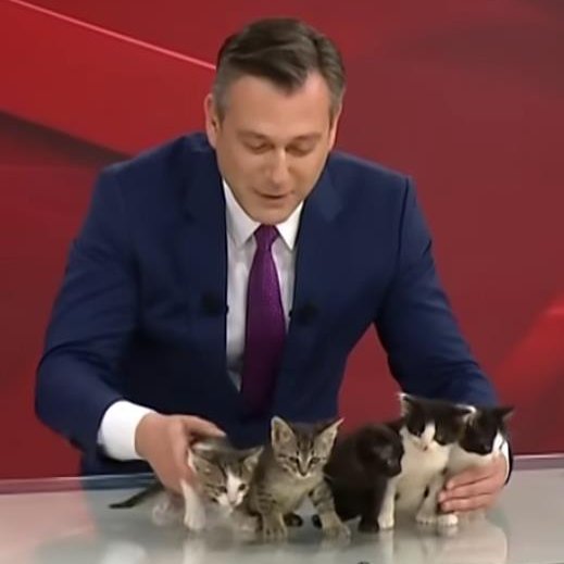 Dailymeow tweet media