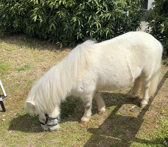 モックル（河内長野市公式） tweet media