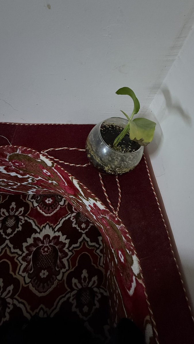 الكاتبة سعدى tweet media