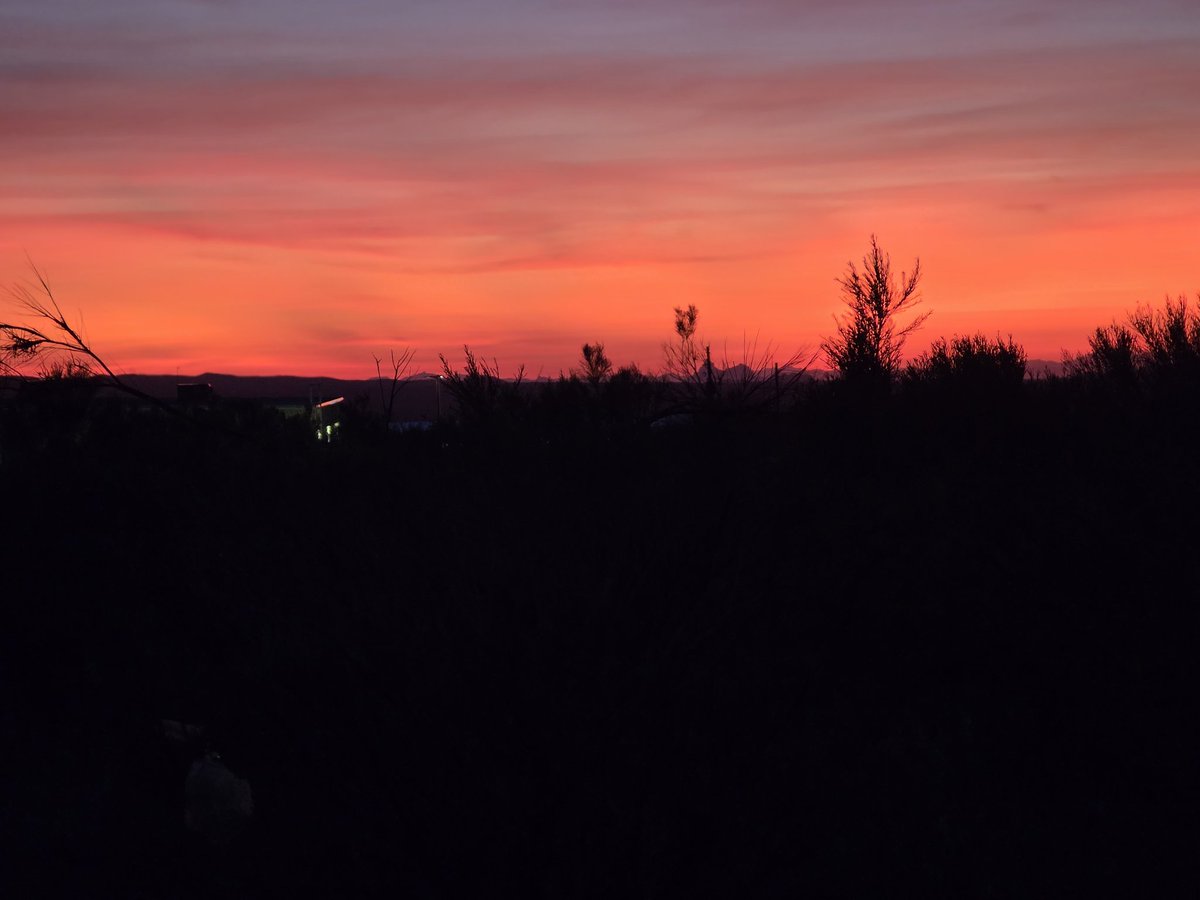 A lion, or something. tweet media