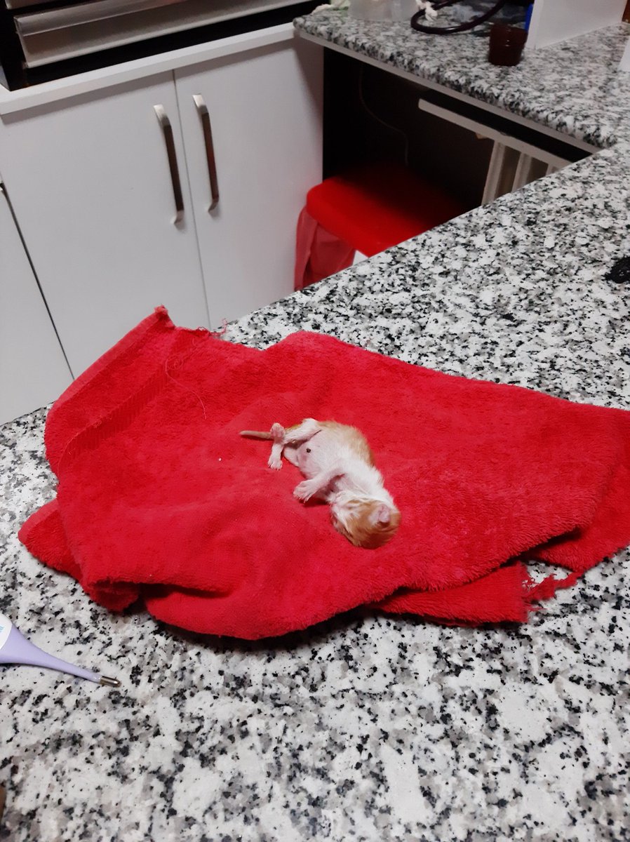 Chizuru the Deaf Gamer tweet media