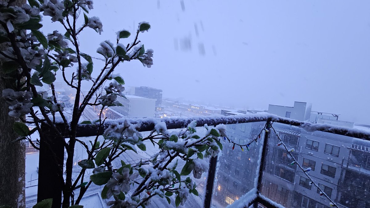 Victor Kaisar tweet media