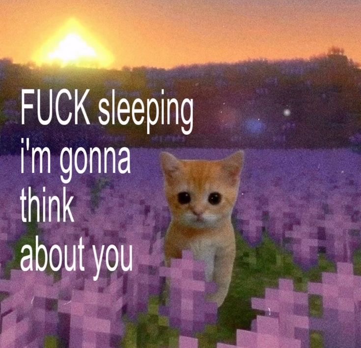 Cat Posted tweet media