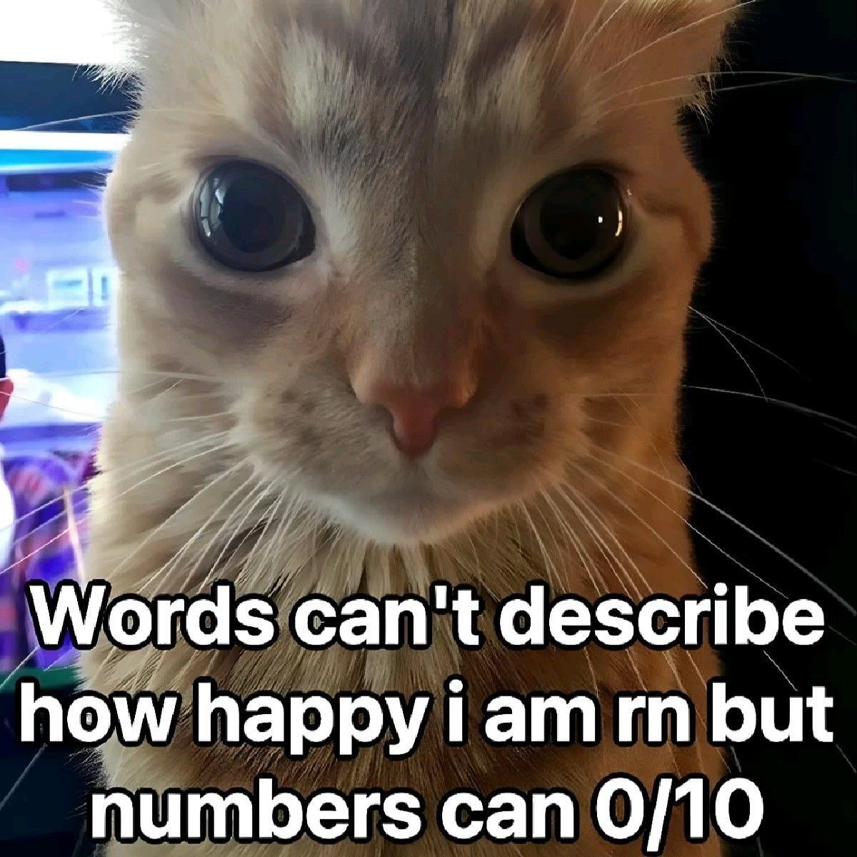 Cat Posted tweet media