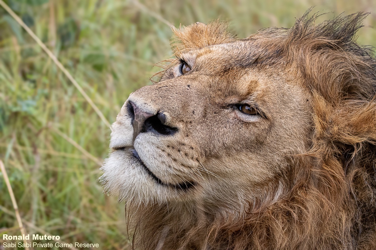 Sabi Sabi tweet media