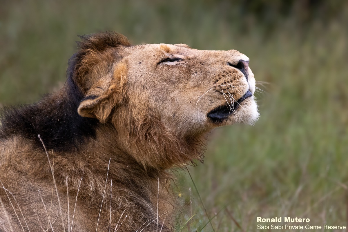 Sabi Sabi tweet media