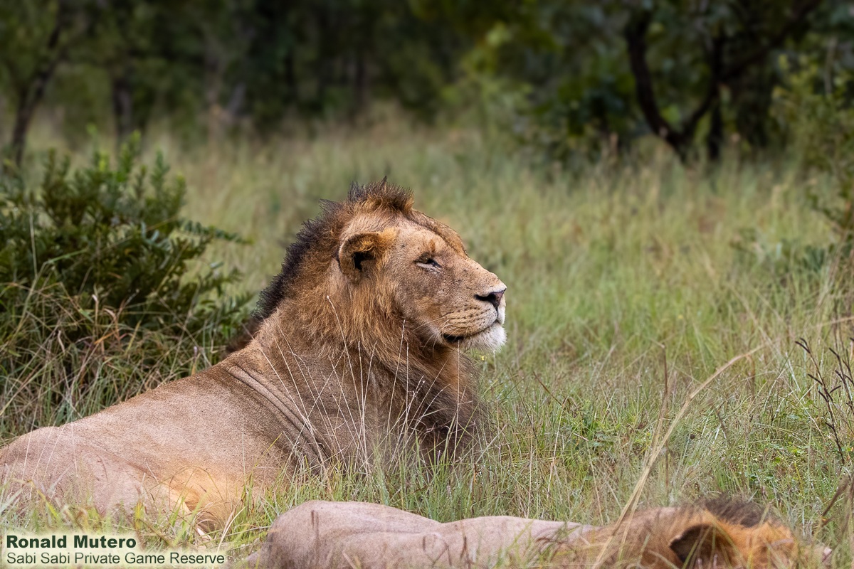 Sabi Sabi tweet media