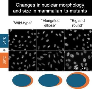Cell Structure and Function tweet media