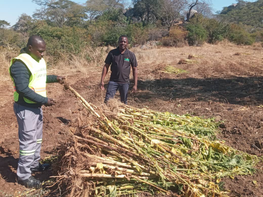 Tobacco Industry & Marketing Board tweet media