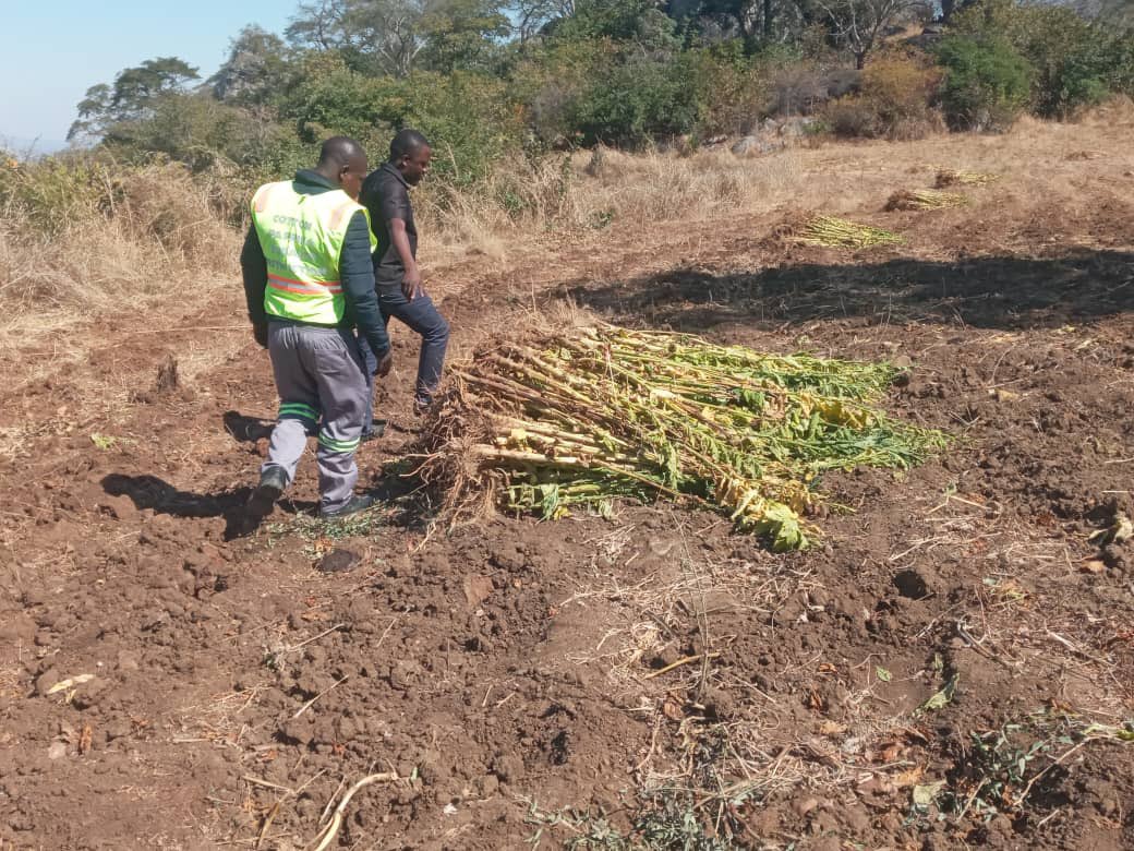 Tobacco Industry & Marketing Board tweet media