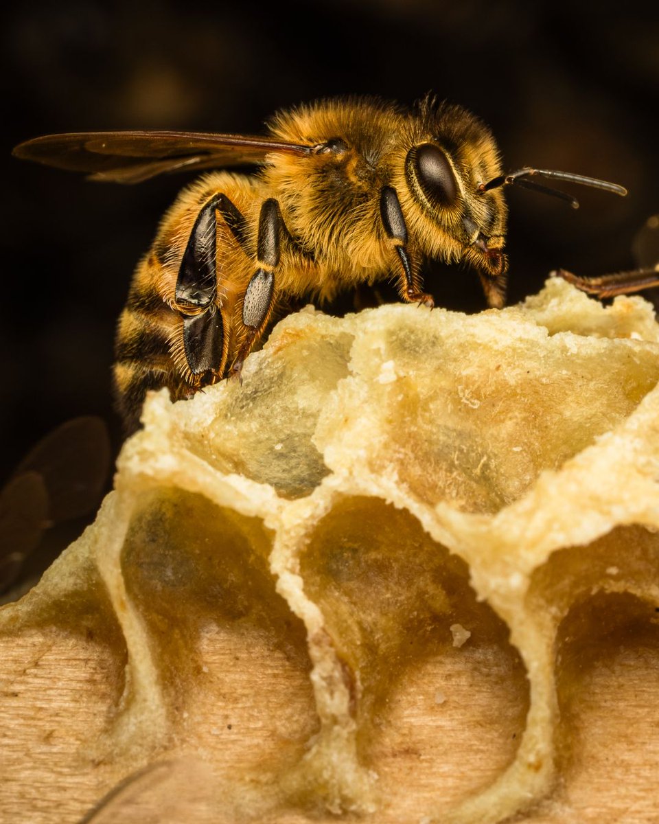 Black Mountain Honey tweet media