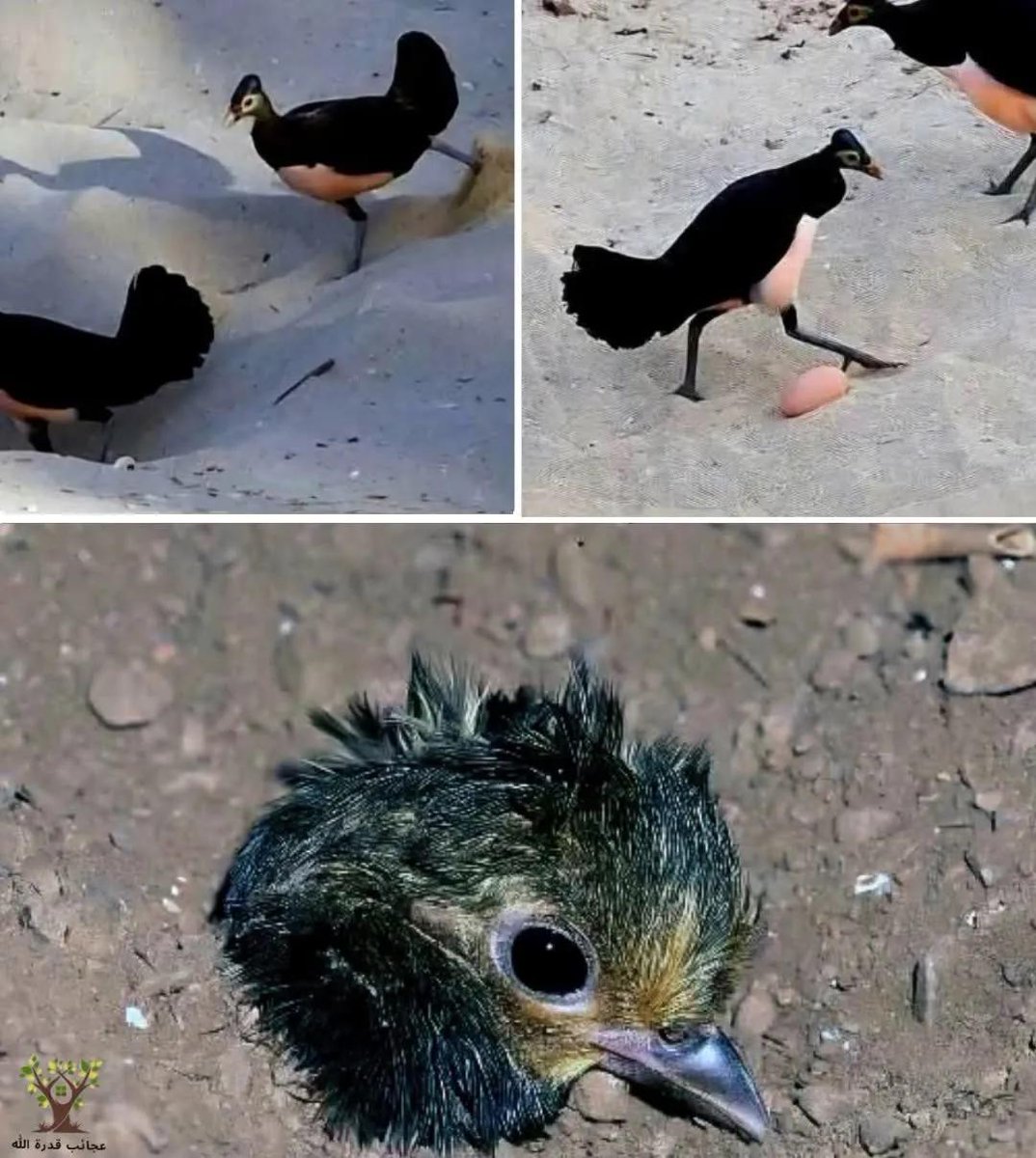 طنط منى الكعبي 🇦🇪 tweet media