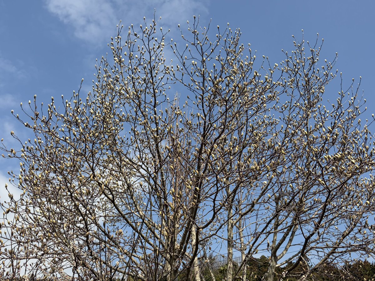 Erikolurvxxx's tweet photo. The magnolia, one of my favourite trees, has started to bloom in our garden πΈ
Spring always finds its way.β‘
β‘
#springisspringing https://t.co/HGOaNHpbeT