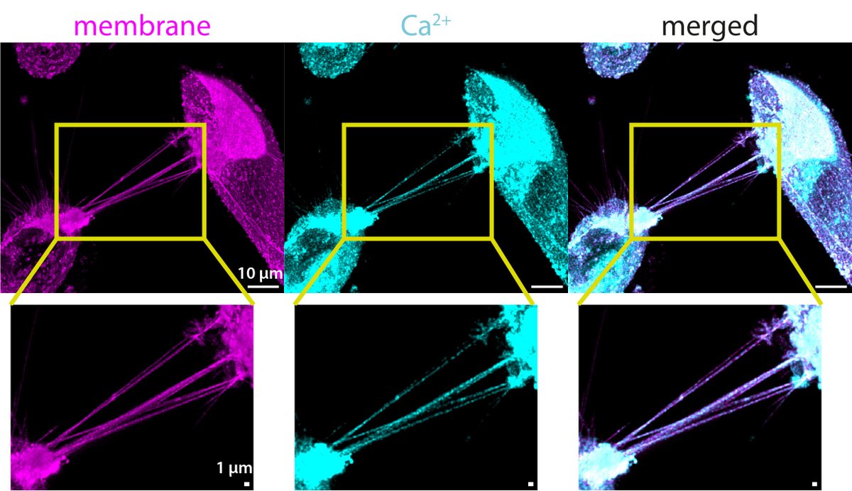 Frontiers in Bioscience-Landmark tweet media