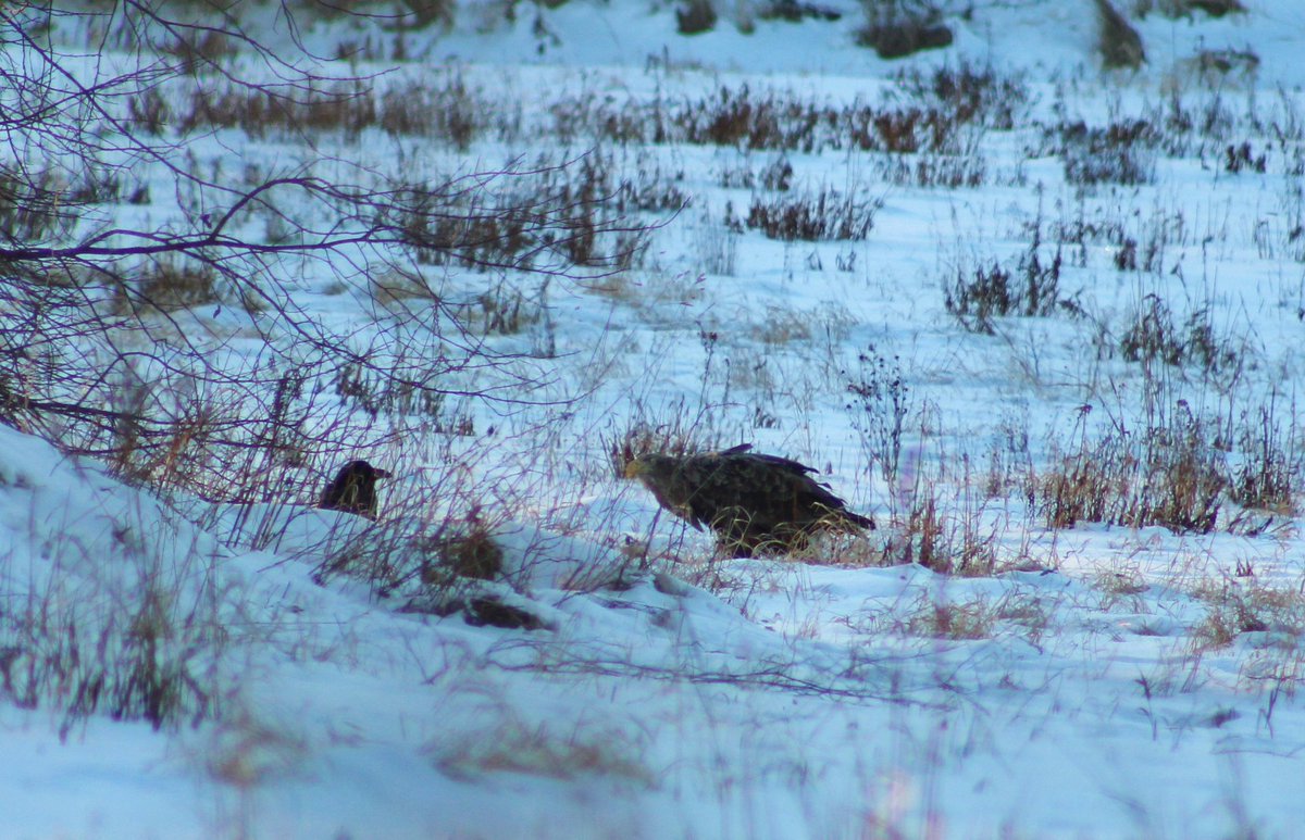 Inese Zepa tweet media