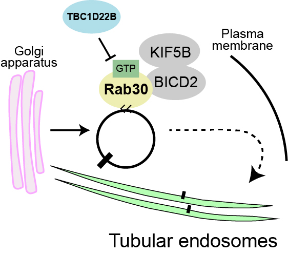 Cell Structure and Function tweet media