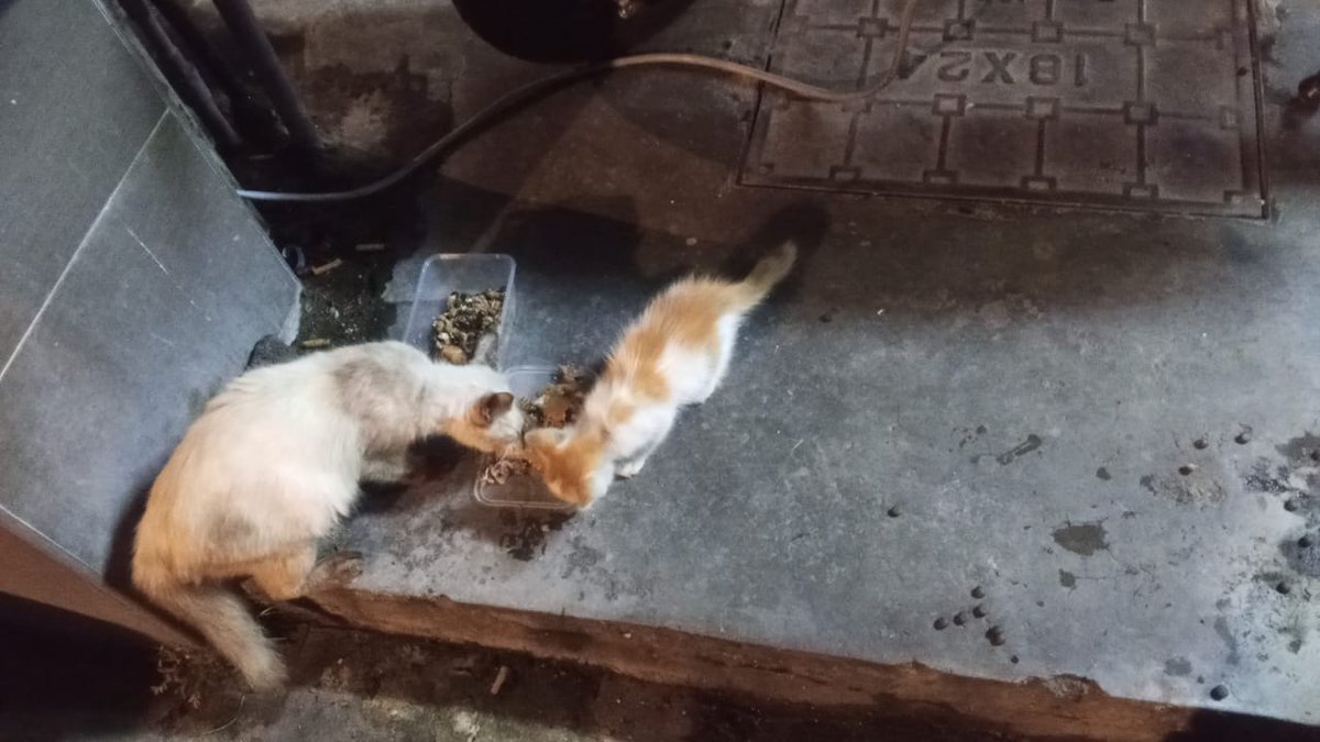 annacatfeeding's tweet photo. Hi Semua 
Ada sesiapa yg bole tolong family kecil ni. Anak dia sakit mata.
Sesiapa yg bole tolong Dari segi cost please 🙏 reach out 
📞0129183010
📍 Batu Caves https://t.co/Fxo10TzDL7