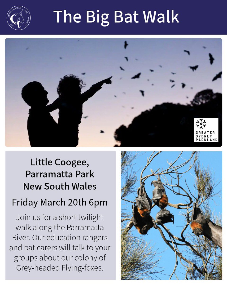 AusBats's tweet image. 🦇Parramatta Park, New South Wales
Friday March 20th- 6pm

More information and tickets here-
events.humanitix.com/the-big-bat-wa…

#ausbats #bats