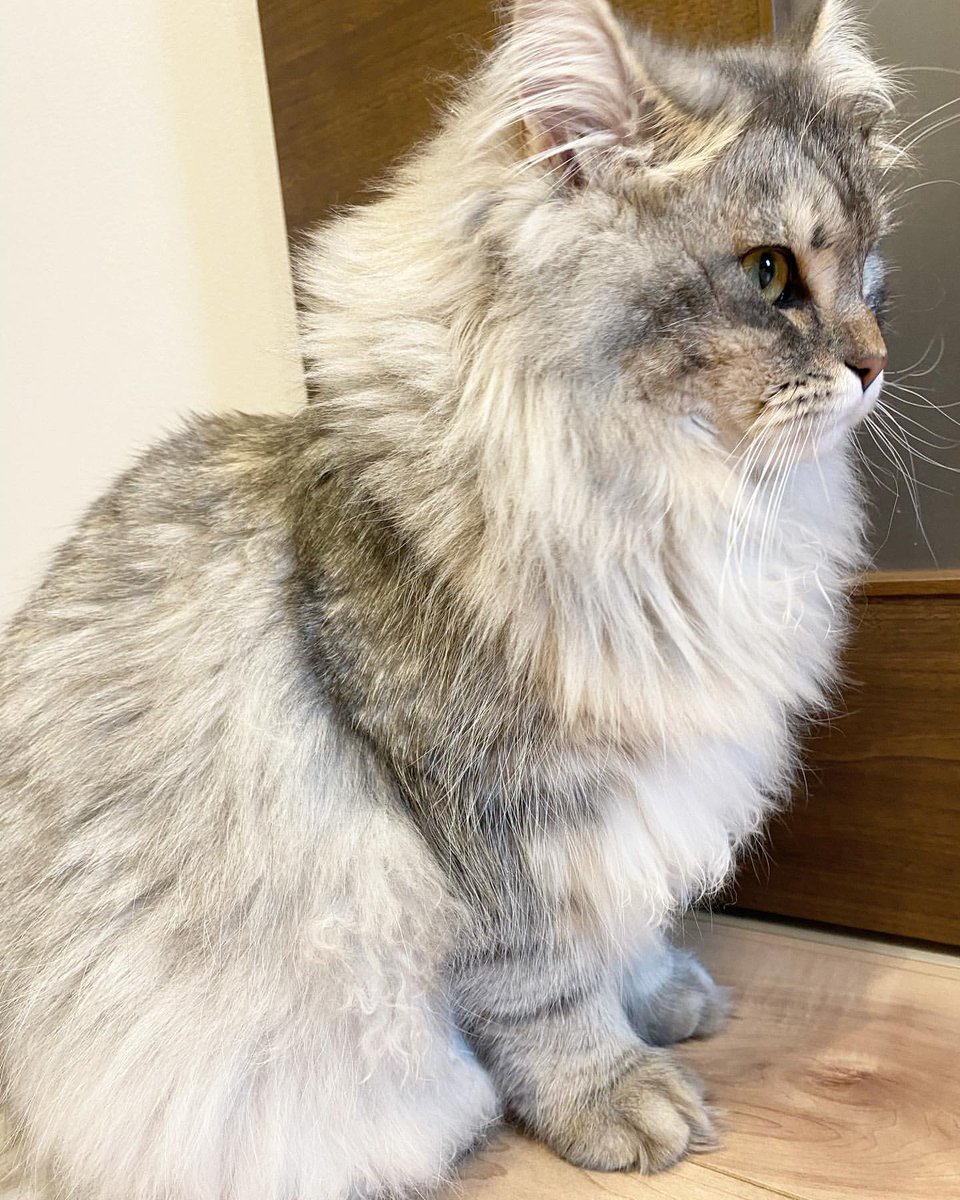 夜猫VPN tweet media