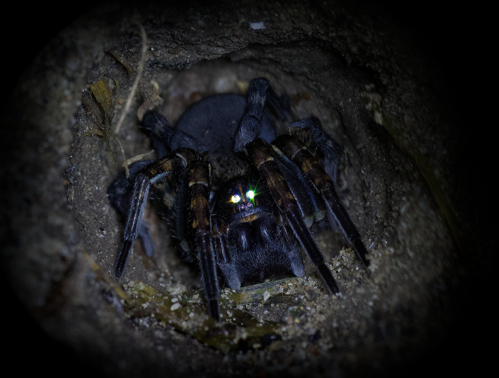 Possum Reviews tweet media