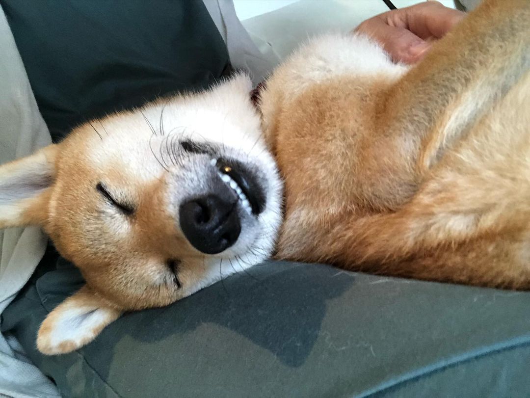 狗急VPN加速器 tweet media