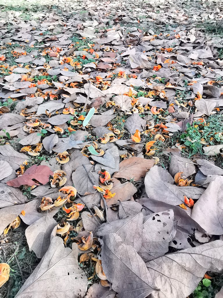 DelhiTrees tweet media