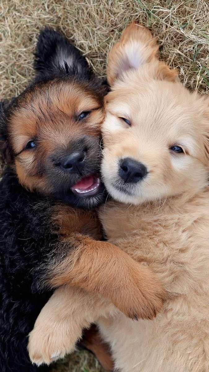 vivaneil tweet media