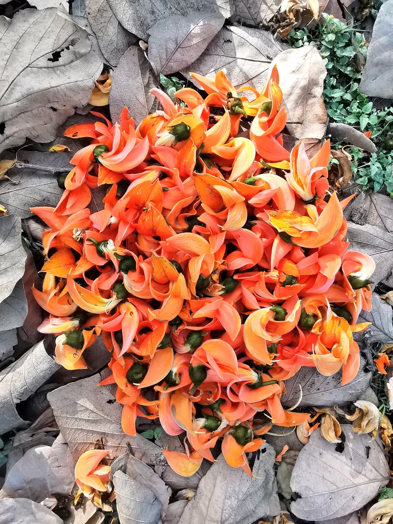 DelhiTrees tweet media