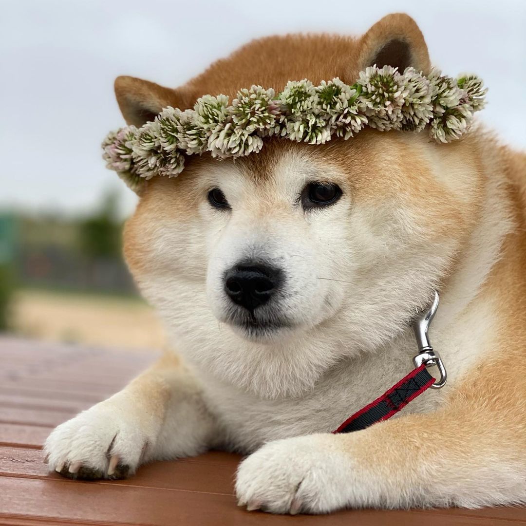 狗急VPN加速器 tweet media