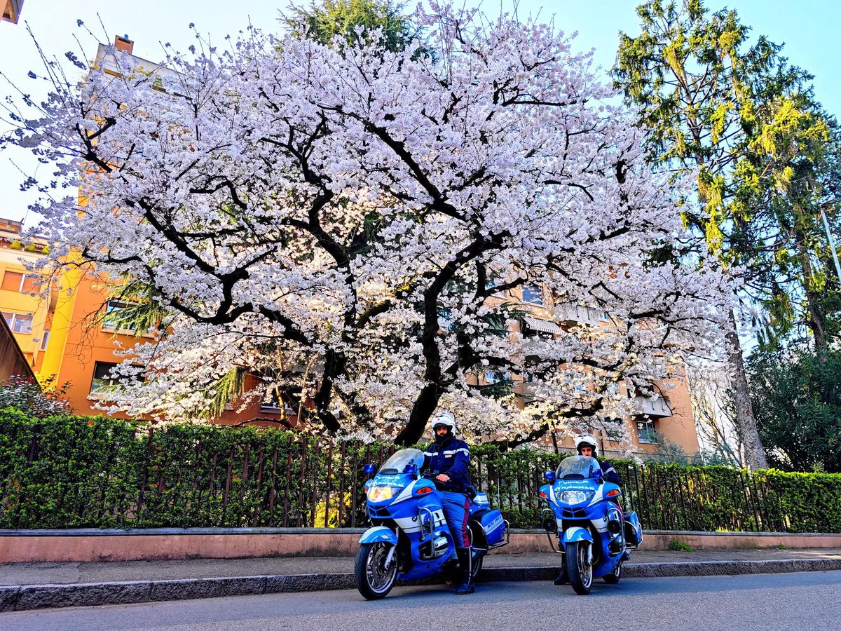 poliziadistato's tweet photo. Buongiorno dai poliziotti della #Stradale di fronte al famoso ciliegio di via Marconi a Novara.
#essercisempre #hamami #16marzo https://t.co/s8PlDVtrJD