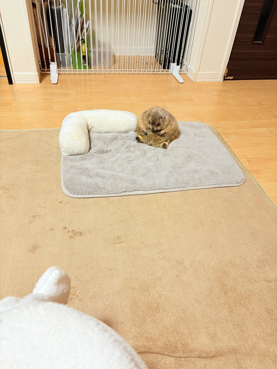 こゆき tweet media