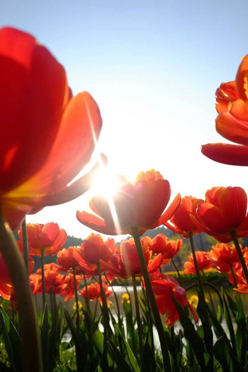 Lilyaxu🌸 (@lilyaxu) on Twitter photo 