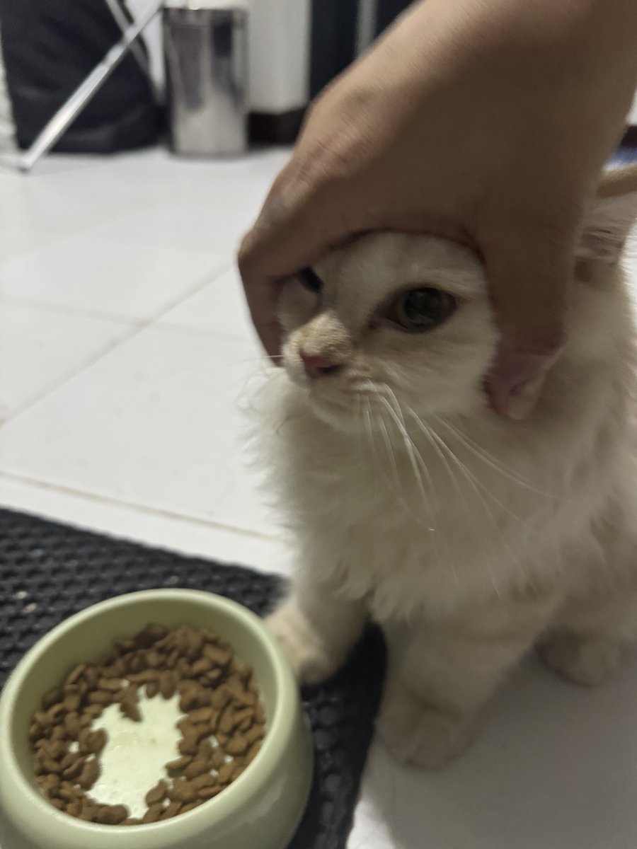 waffles 🧇 tweet media