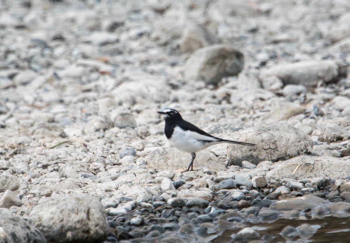 FukuShin tweet media