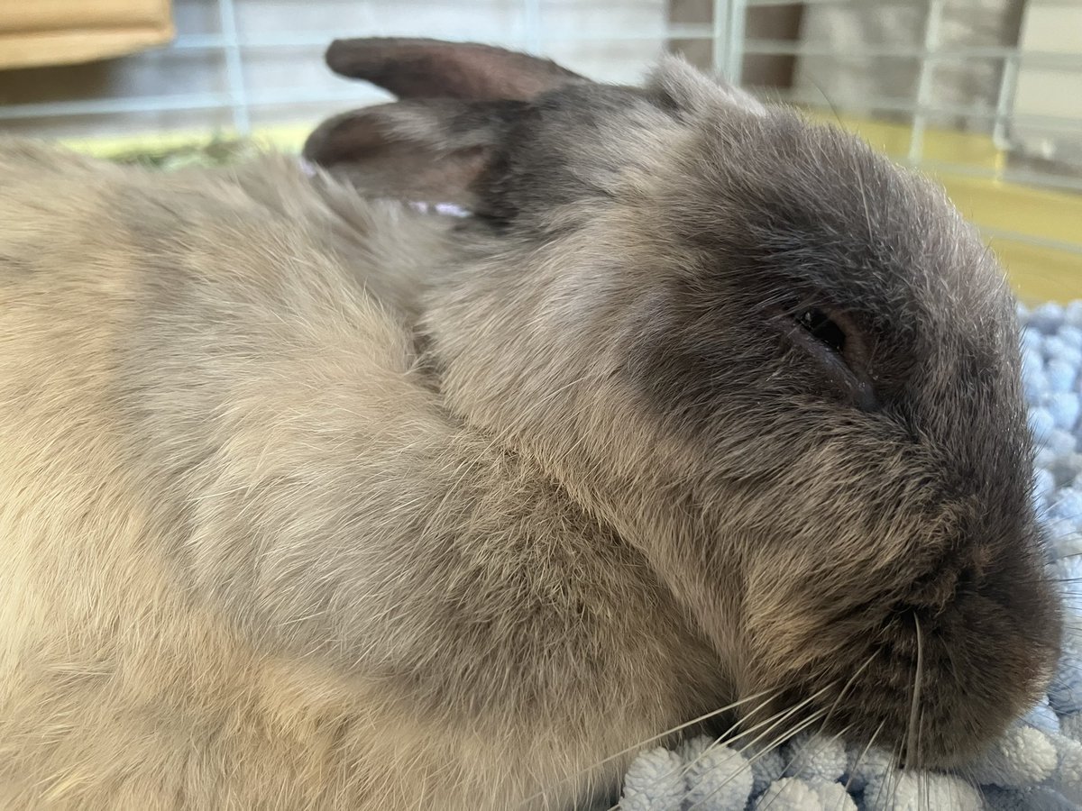 ウサギの部屋 tweet media