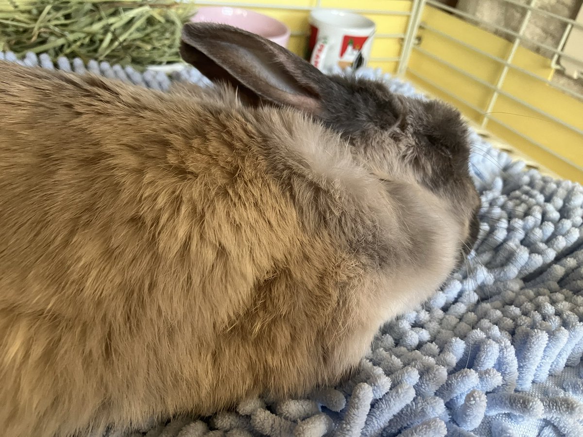 ウサギの部屋 tweet media