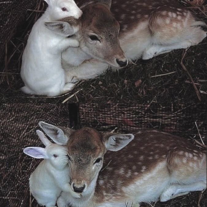 ✮⋆˙ tweet media